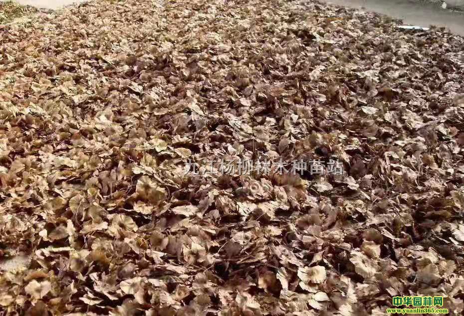 九江杨柳林木种苗站