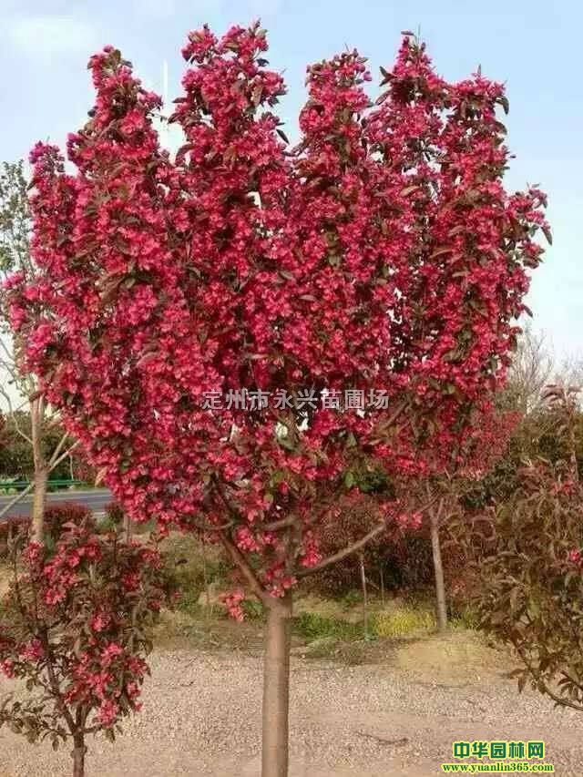 �������庣�ı��ۡ����庣������