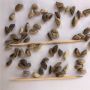 �������ͼ