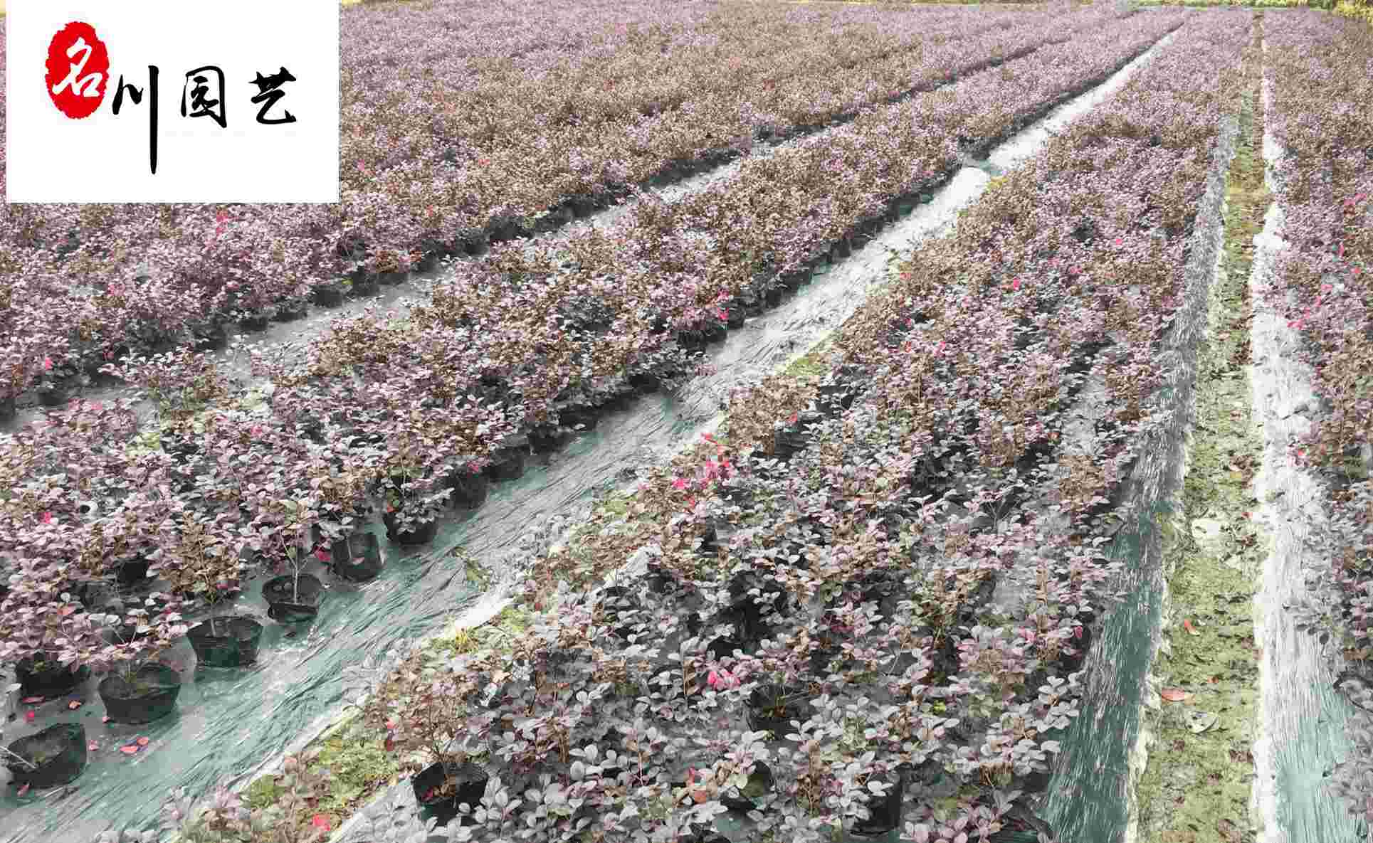 ���ľ�����������ľ���񡢺��ľ��۸񡢳ɶ��̻���ľ����