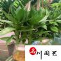 ������ֲ��������������ڰ칫������ֲ�������Բ��������۵�����
