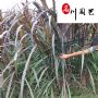 �ɶ���Ҷ«έũ��ֱ����ˮ��ʪ�ع�԰԰���̻����۵�����