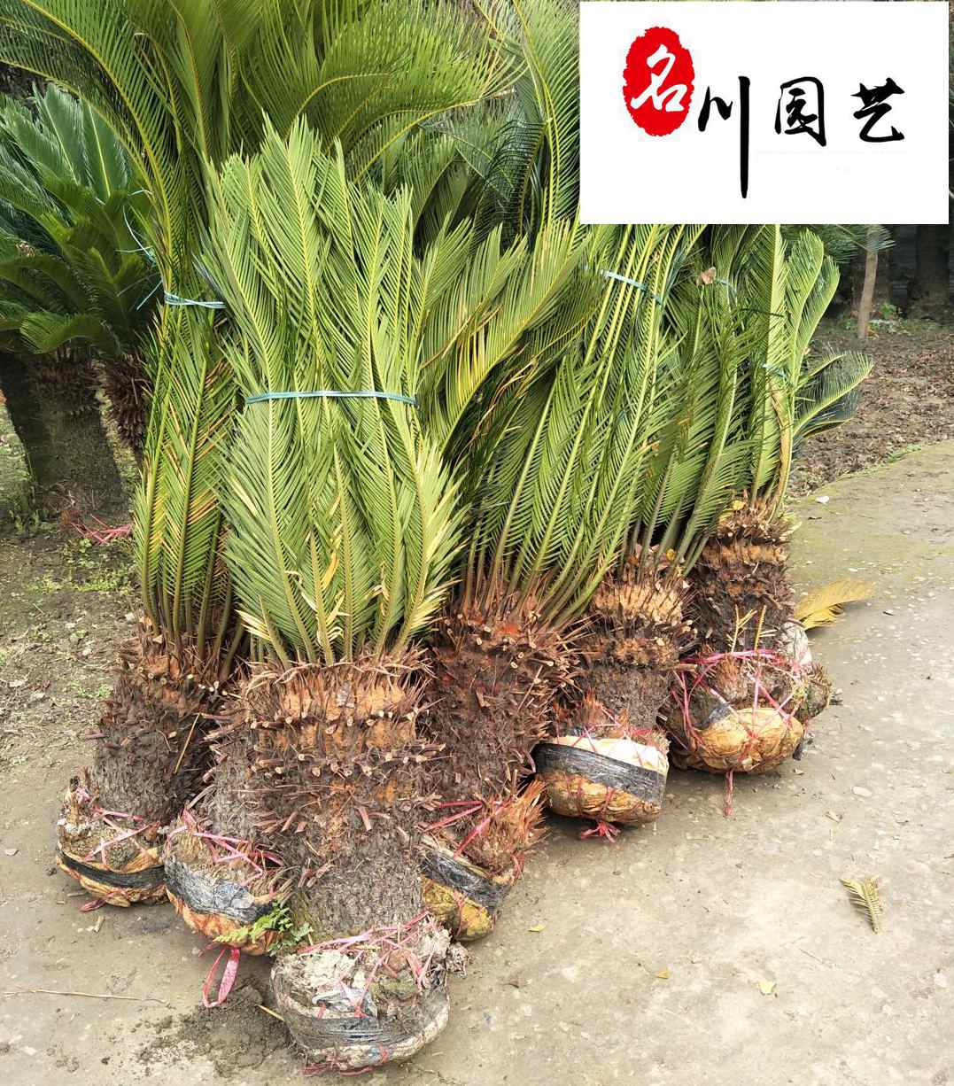 ������������������������Ʒ������Ӧ