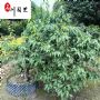 �Ĵ�����÷���ء�ۯ��÷�����Ի��ء��ɶ���׮����÷