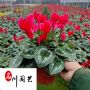 �ɿ������Ի���ֱ�����ɶ�������ľ��Ӧ���Ż�������