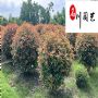 ��Ӧ��Ʒ��Ҷʯ������޼����Ĵ���Ҷʯ骻���ֱ��