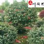 ��Ʒ�軨��80-250�����ֻ����ɶ����Ի���ֱ��