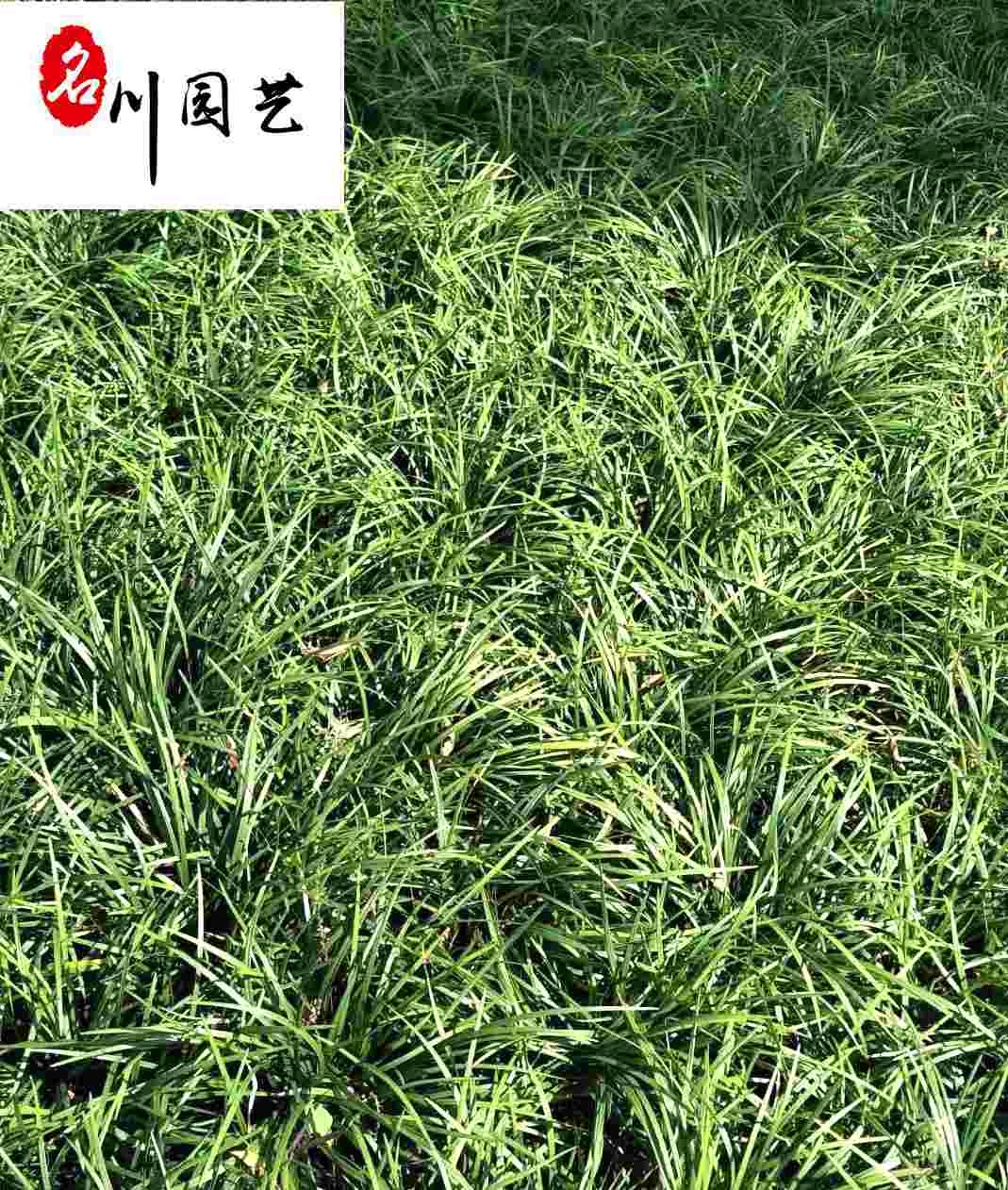 �Ĵ��󶬲ݼ۸񡢳ɶ��󶬲��������