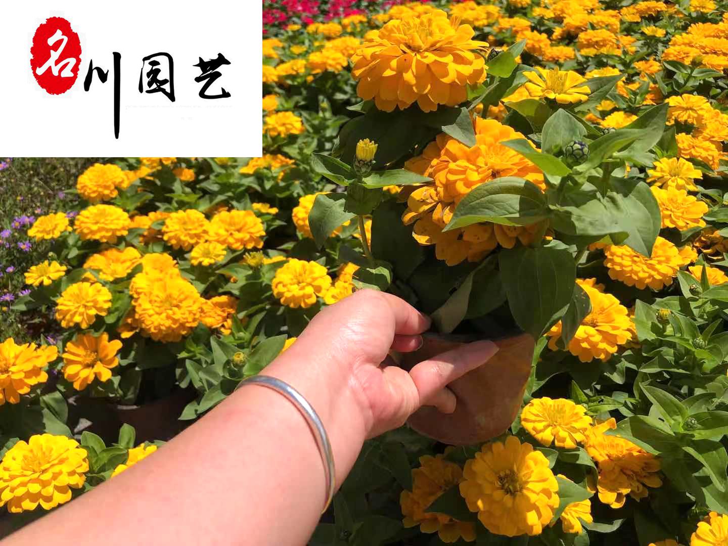 ���վա��ƻ����վա��컨���վա���������Ż�