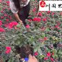 �Ĵ���������ֱ����������������鱭������