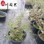 �Ĵ��컨��ܽ�����Ի��ء��컨��ܽ�ش��籭������