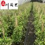 �糵�������ֱ����1-2�׷糵���������۸񡢻��ڳ�