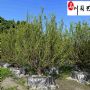 �Ĵ�����������ֱ����10-18�����������۸񱨼�