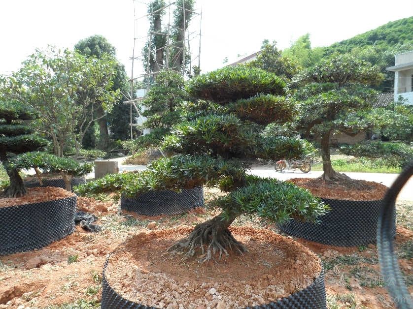 ���Ͱ�Ҷ�޺����辰��Ʒ���������Ի��ع���ľ���ż�
