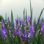 ����3-6ѿ���裩���������Ի��ع���ľ���ż�