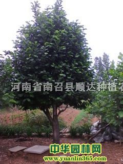 ��������������16CM