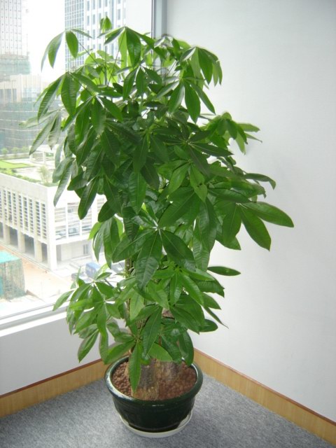 东莞三木园艺服务中心