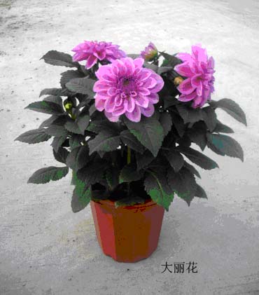 东莞三木园艺服务中心