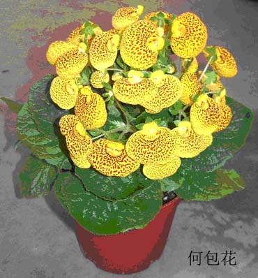 东莞三木园艺服务中心