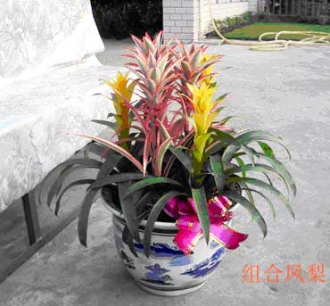 东莞三木园艺服务中心