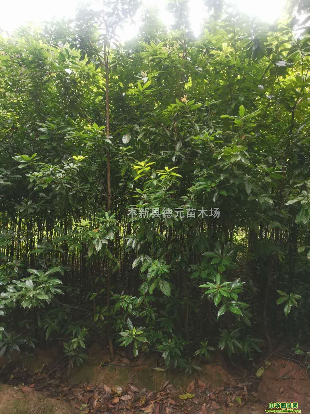 ���¹�Ӧ2����ľ��