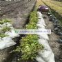 ����ľ-��С�ڱ�