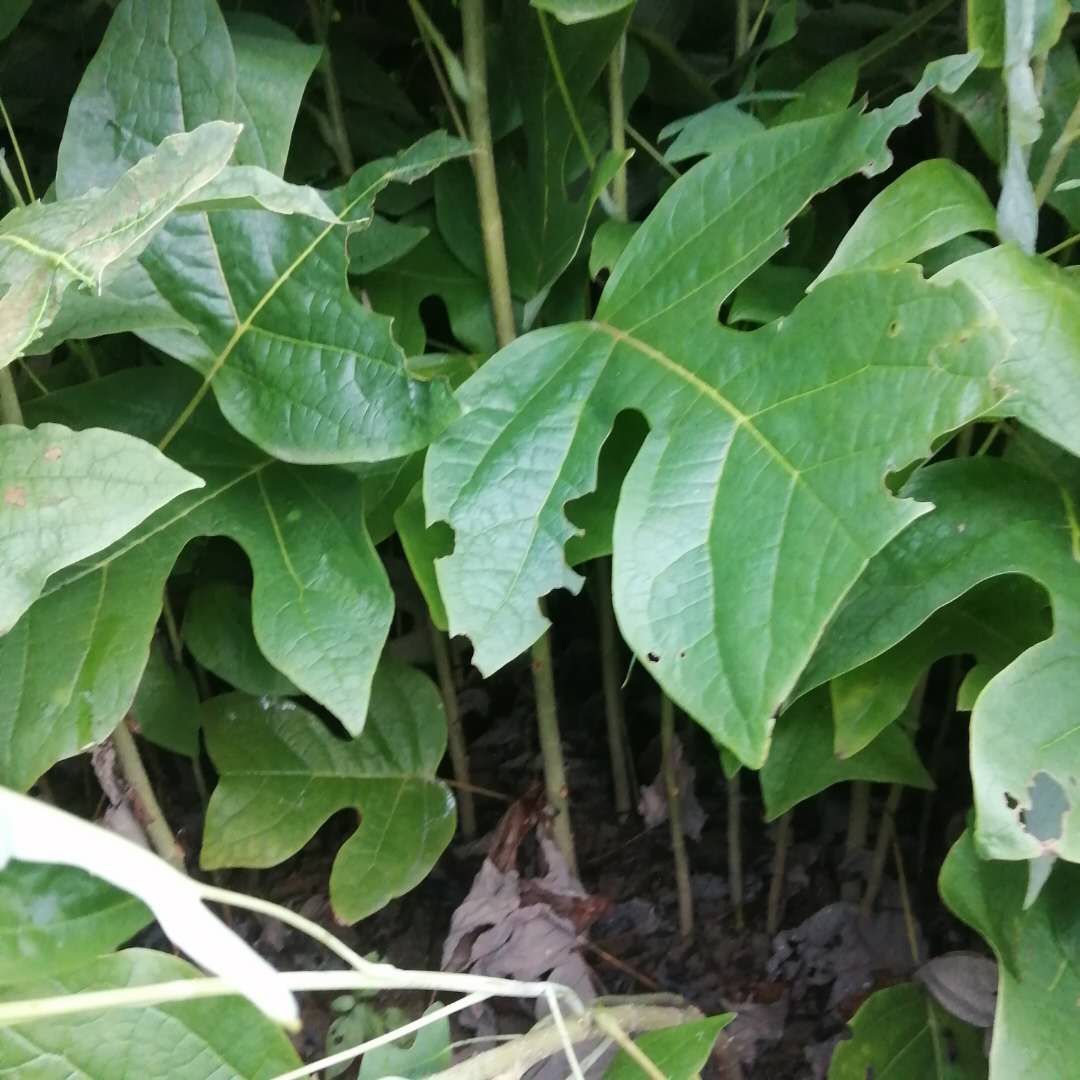 1��������ľС�硢��Ӧ1��������ľС�硢����ľ1���ּ۸�