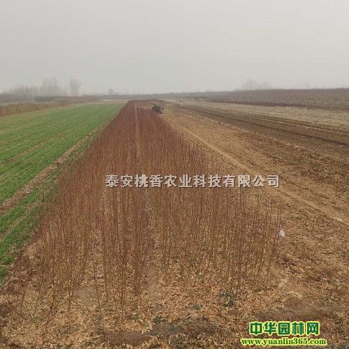 0.7-1.3������������С��