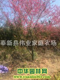 ��Ʒ̨��ӣ����ӣ��ӣD15���ֽ���ӣ�����Խ����˴��ϲ���