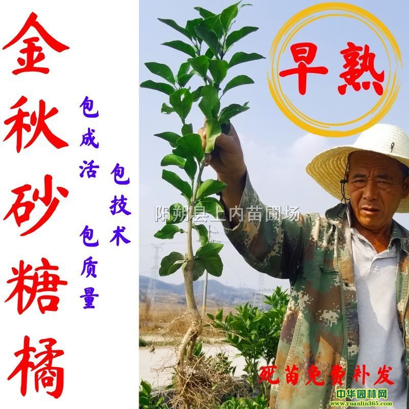 ����ɰ�ǽ��硢����ɰ�ǽ��硢�޺�ɰ�ǽ��硢�����硢�̽���