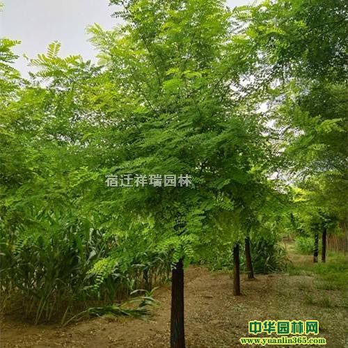 ��Ӧ60���ִ̻�