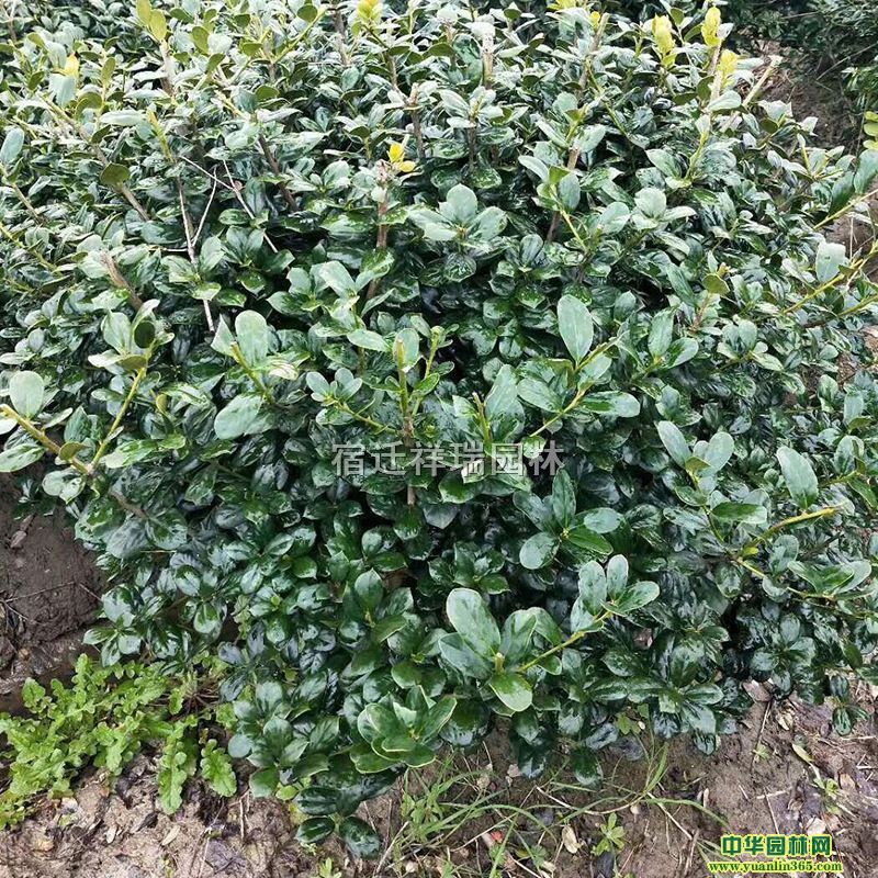 30-50�ڷ��޴��۹���