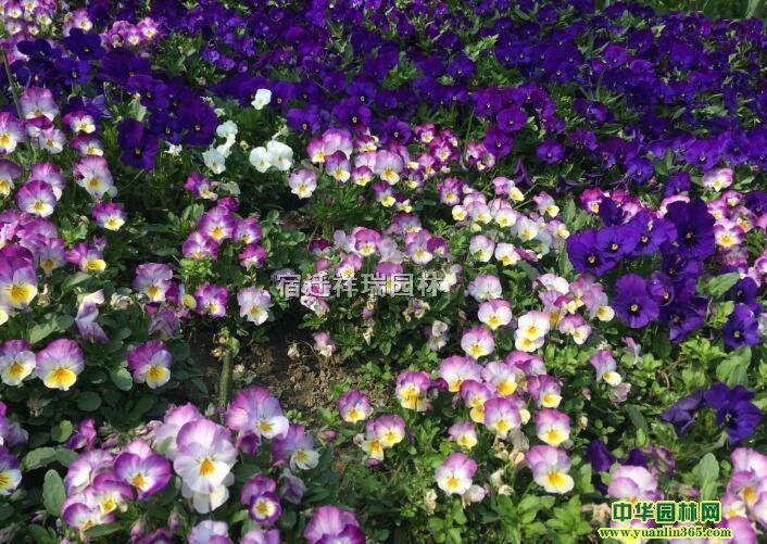��Ӧ�����ֻ������ۡ��������Դ�������