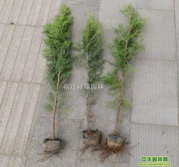 ���۲��С�硢�����ľ