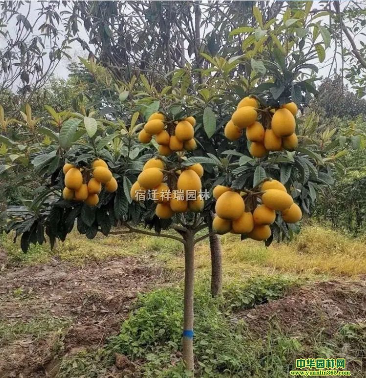 ���Թ�Ӧ����С��