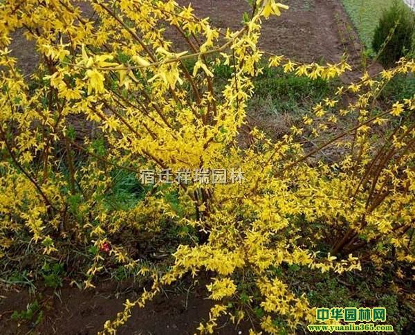 ��Ӧ10-100���ָ������硢�������̼�ֵ