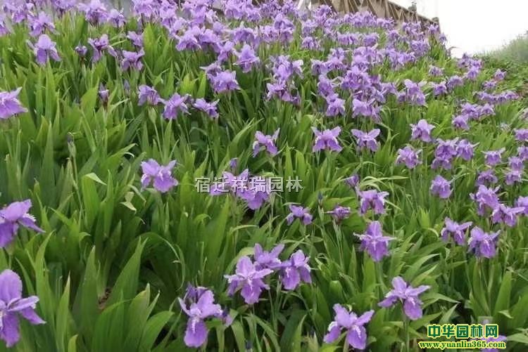 �������ر�ֲ������С�硢������������