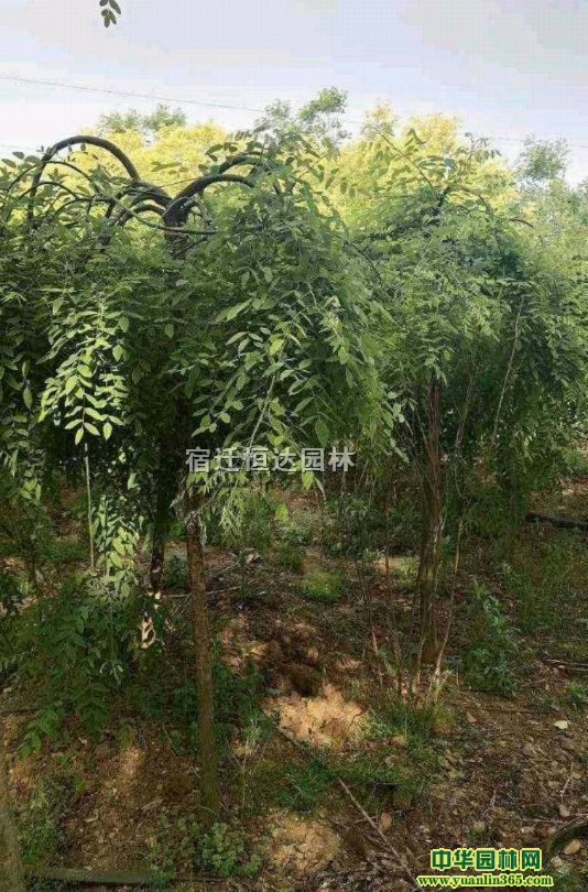 ��צ����60������צ����ľ