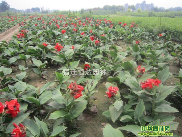 ��Ӧ40-50���ֺ컨���˽�