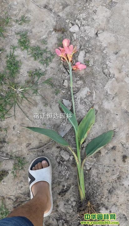 ��Ʒ50���ֺ컨���˽�С��