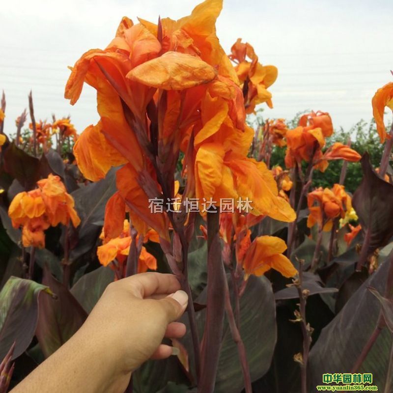 ��Ӧ���ֹ����Ҷ���˽���ľ