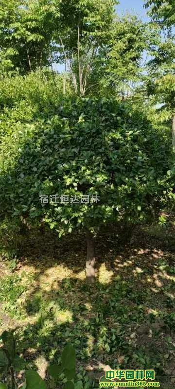 ������ì��۸񡢹ڷ�1�ס�1.2�ס�1.5�ס�2�׸߸���ì��