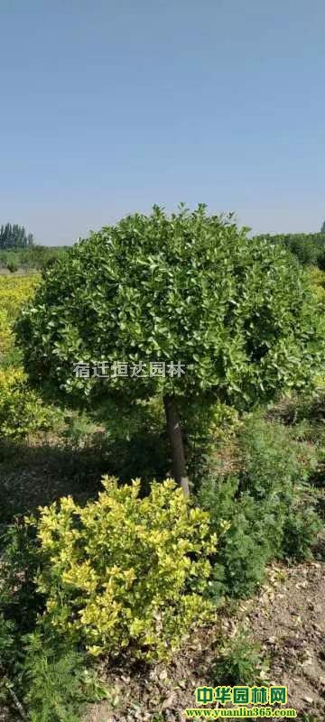���ն�����ì�򡢹ڷ�1��-2�׸߸���ì��װ���۸�
