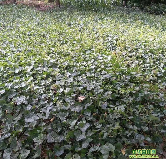 �����١�����5-10���ֳ����١������ַ�