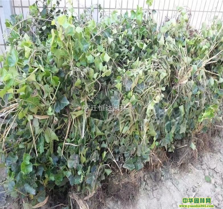 ���Թ�Ӧ6-15���ֳ�����