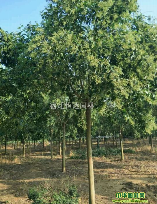 ��Ӧ80-150���ָ߸�Ů����ľ����ҶŮ����ľ