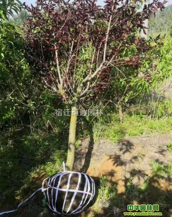��Ҷ������ľ