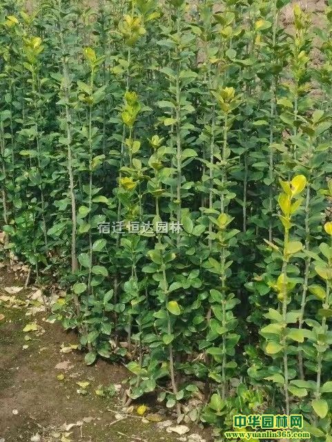 ���깩Ӧ�߶�1�ס�1.5�ס�1.8�ױ���������