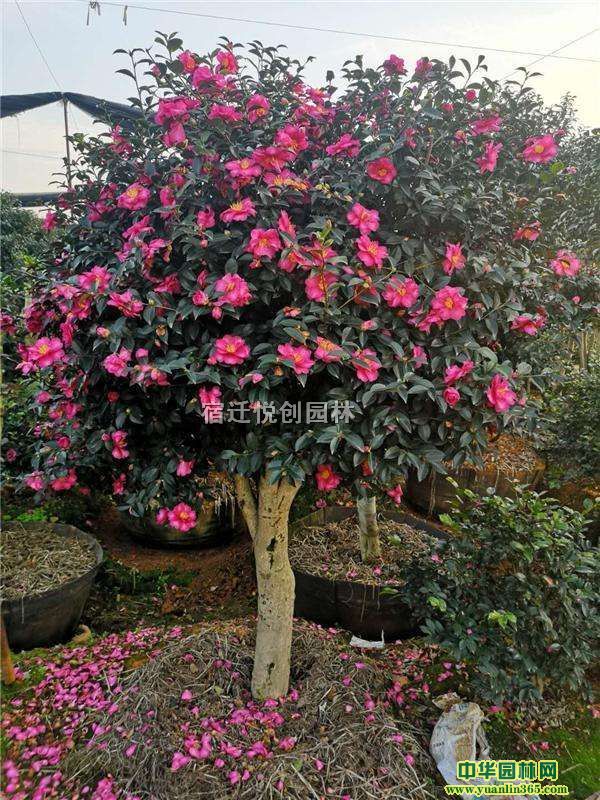 ��Ӧ�߸˲�÷������ֱ����÷��50-200�ڷ�