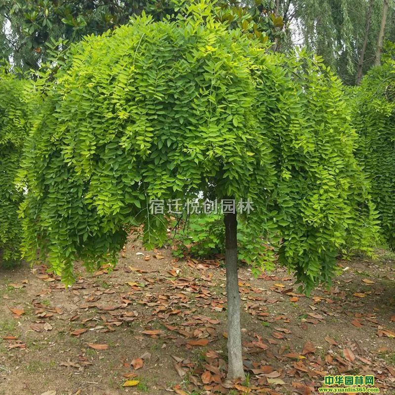 ��Ӧ��צ������צ��2-10��������ֱ��